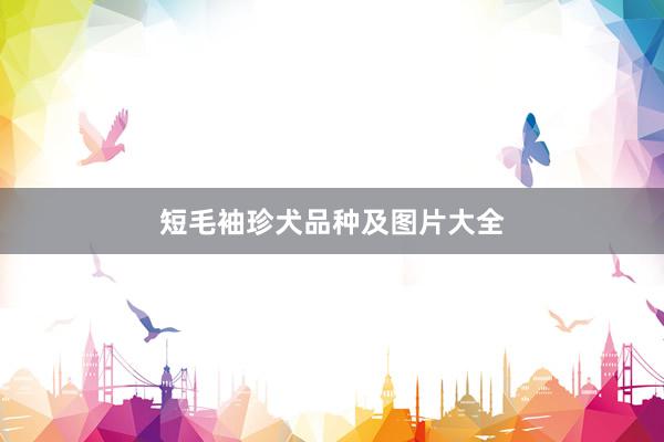 短毛袖珍犬品种及图片大全
